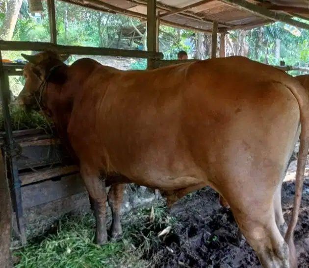 sapi jantan 400kiloan siap ternak piara penggemukan potongan nazar top