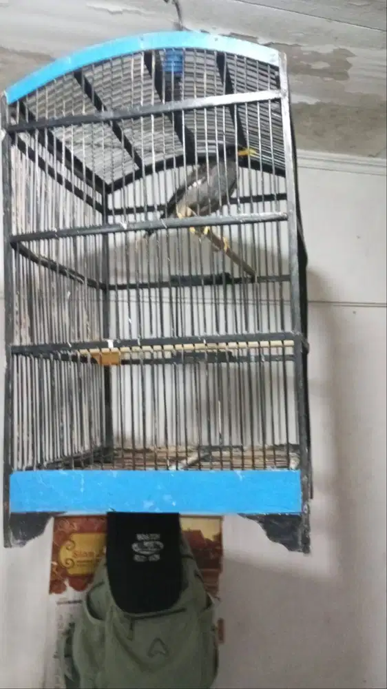 Jalak kebo berikut kandang