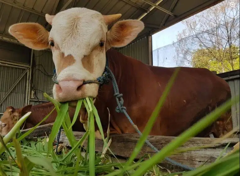 sapi jantan 400kiloan siap ternak penggemukan piara potong hajatan top