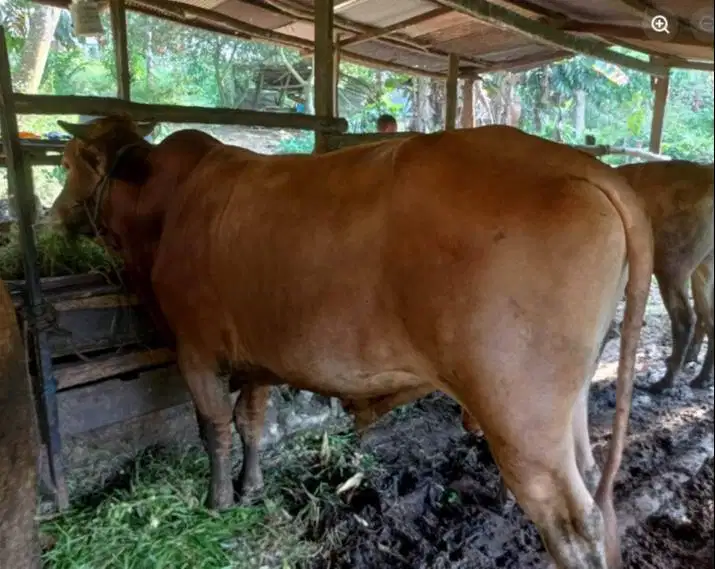 sapi jantan 400kiloan siap ternak penggemukan piara potong hajatan top