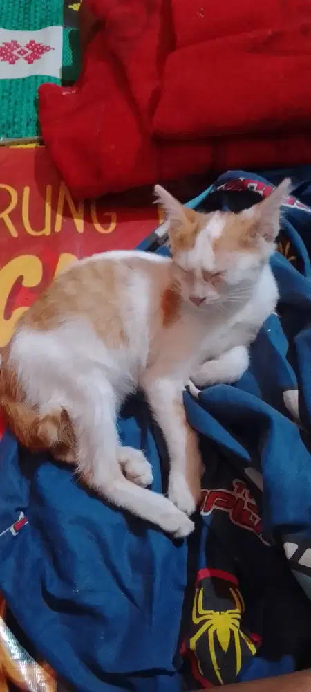Kucing kampung telinga bagus panjang bulu panjang
