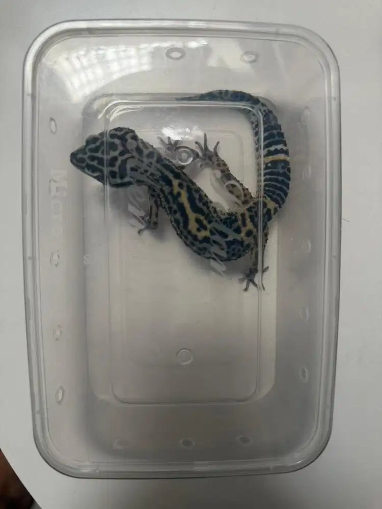 Gecko tremper female