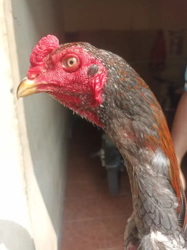 ayam Bangkok pro