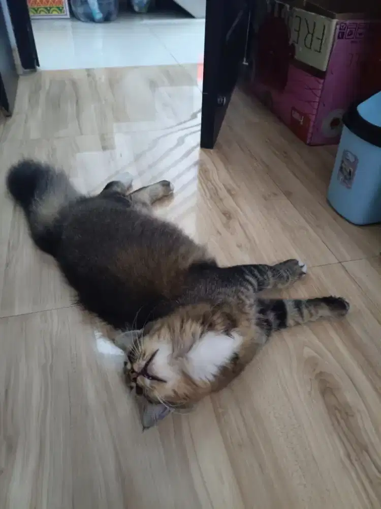 Adopsi kucing kesayangan cimet
