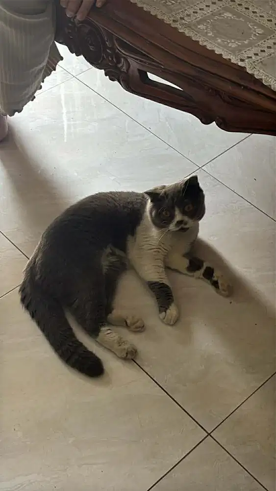Kuciing peaknose dan british short hair scottish fold