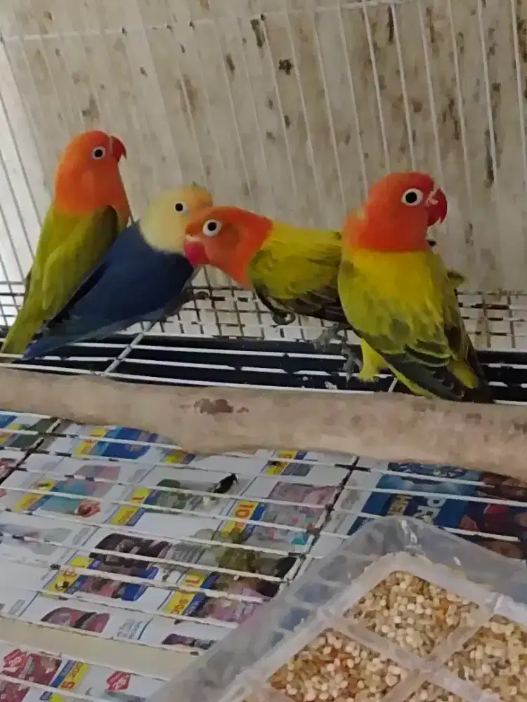 lovebird 4ekor anak mandiri