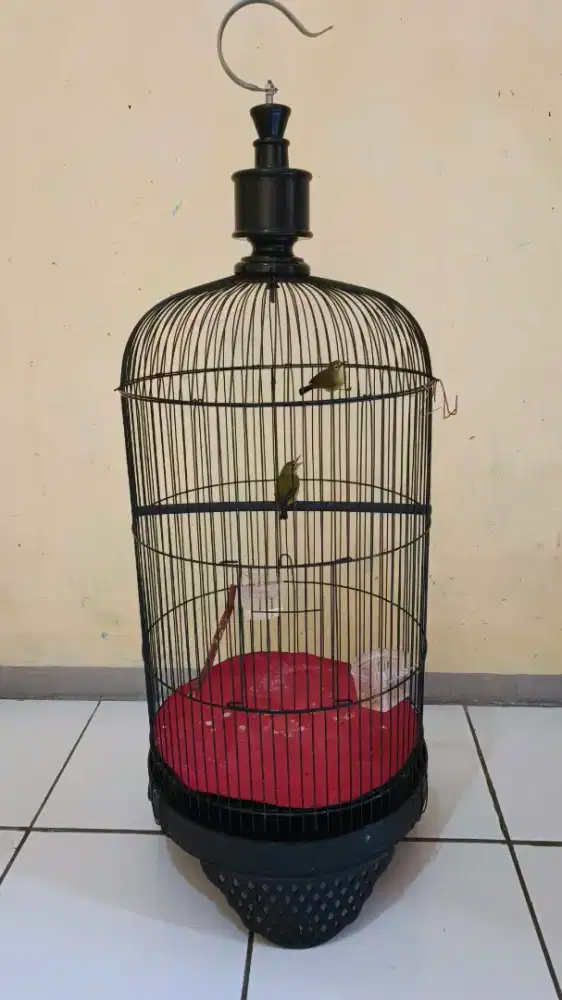 Kandang lb + isinya dakun sepasang