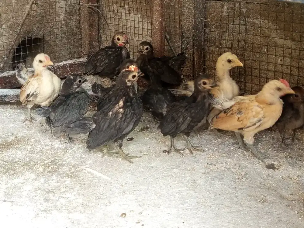 Anak Ayam serama