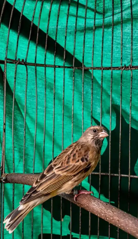 Burung blackthroat boswana gacor