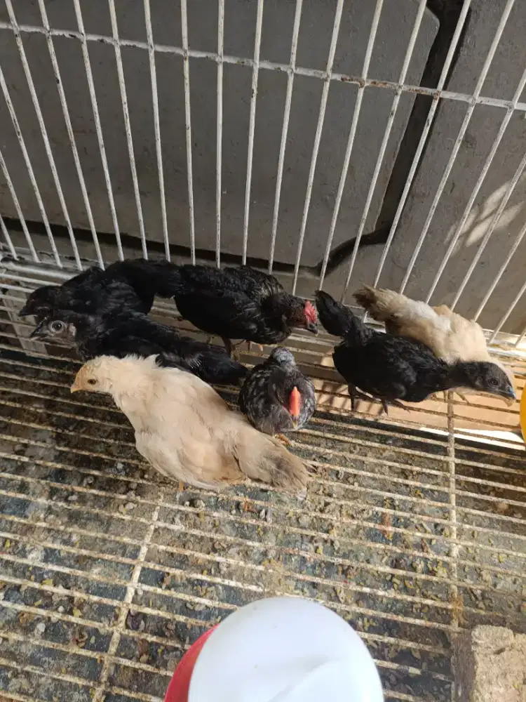 Dijual anakan ayam kate