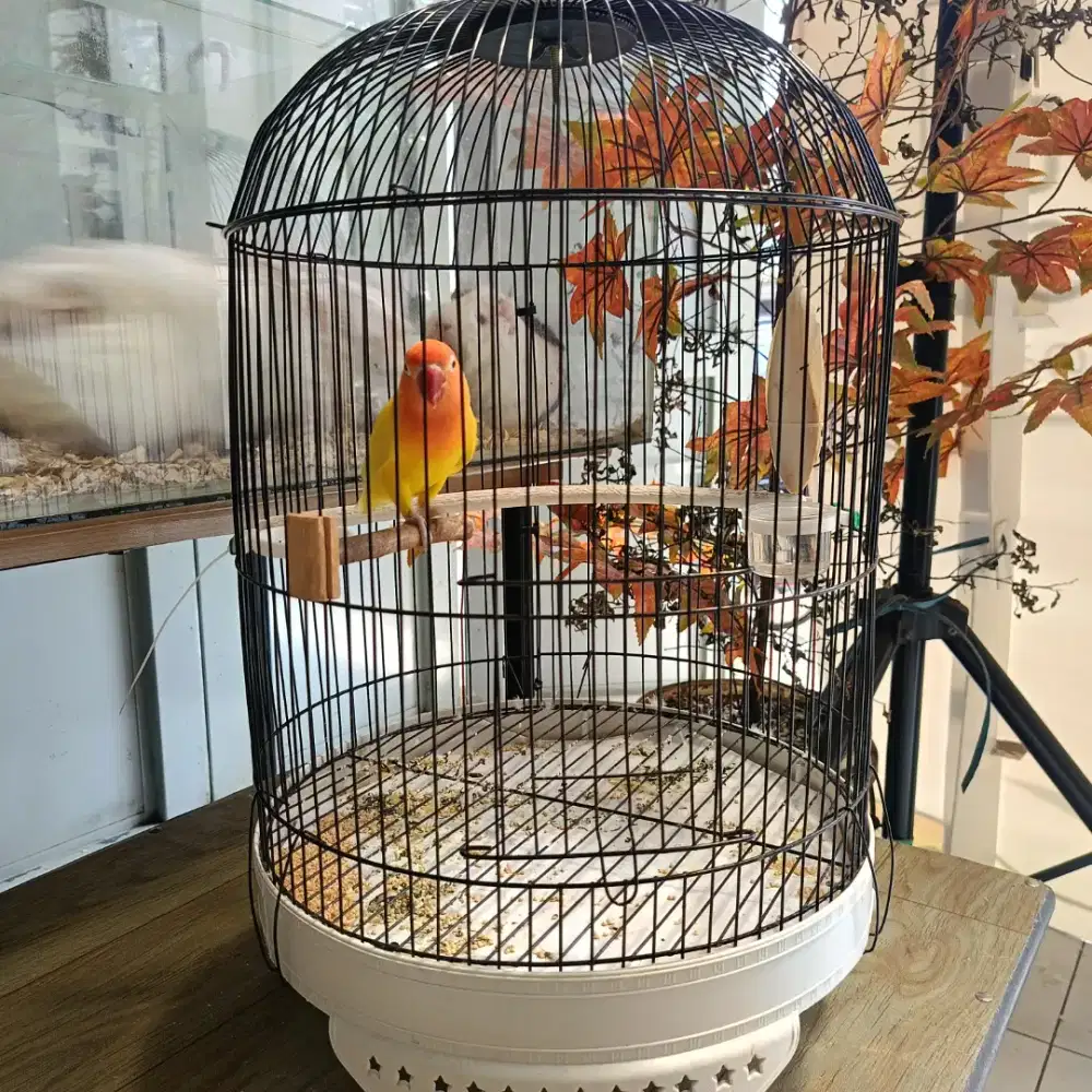 Love birds lutino + rumahnya + tangkringan 5 pcs
