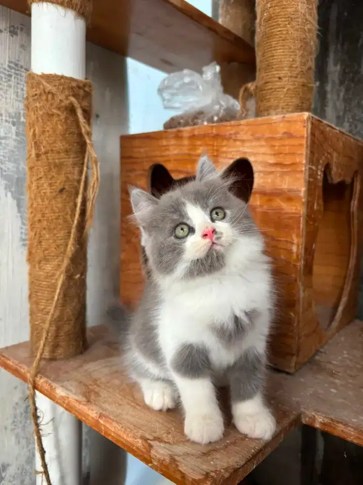 Kitten persia flatnose