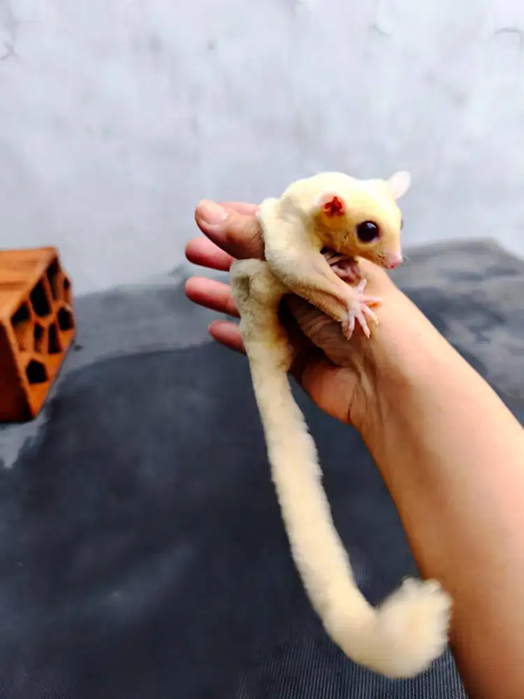 Sugar Glider putih mata merah jinak lucu sehat SG albino