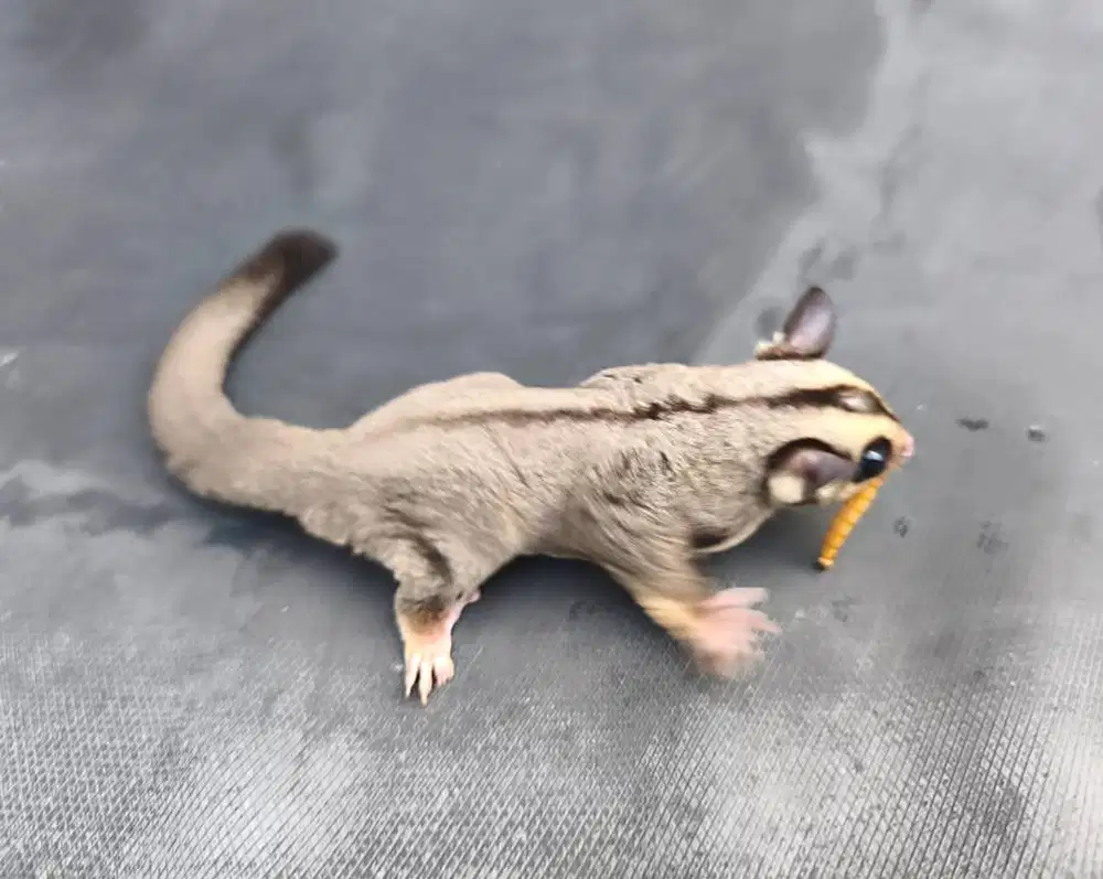Sugar Glider coklat ekor hitam jinak unik sehat SG