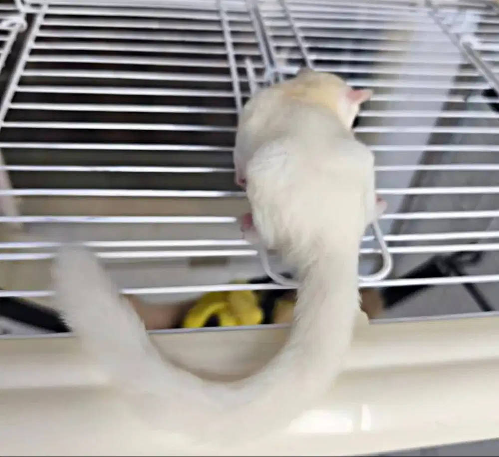 Sugar Glider putih leukistik jinak sehat SG lucu