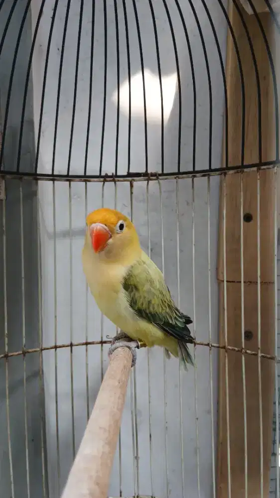 Lovebird LB biola euwing PB parblue jantan betina