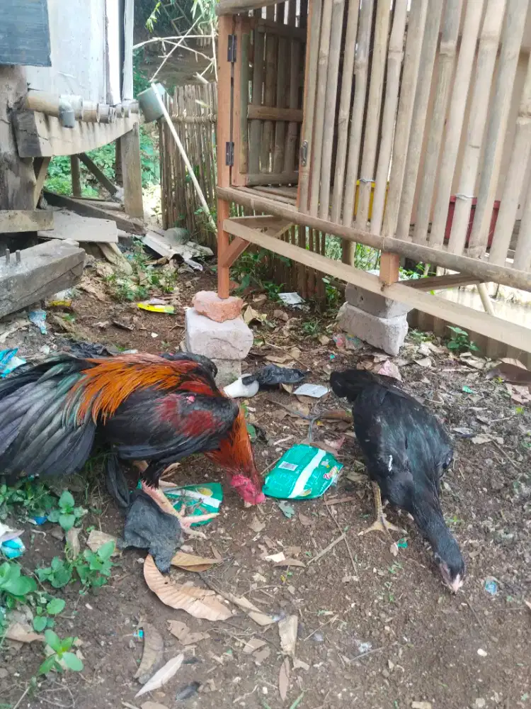 djual ayam bangkok sepasang