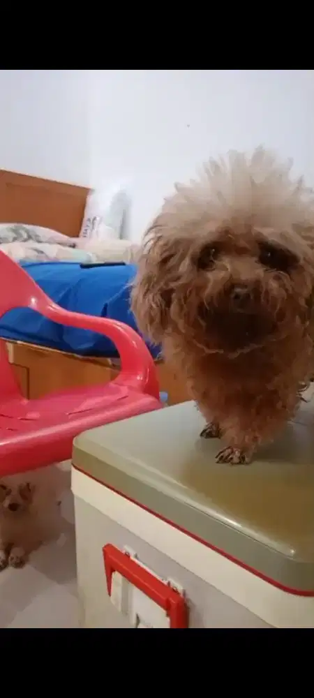 Anjing tiny poodle betina