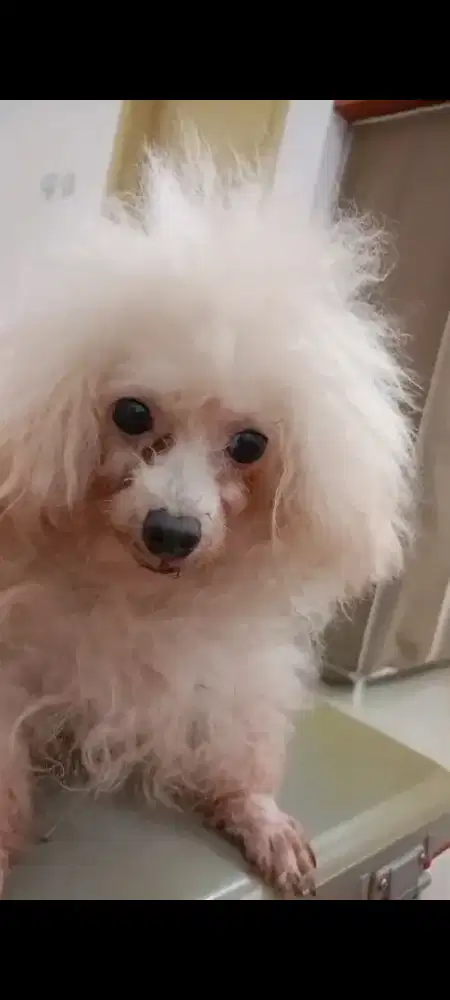 Anjing tiny poodle betina