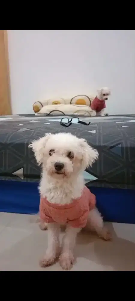 Anjing bichon frisee betina