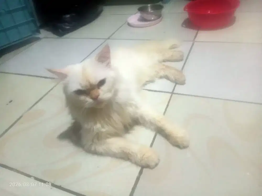 Persia jantan mata hitam putih
