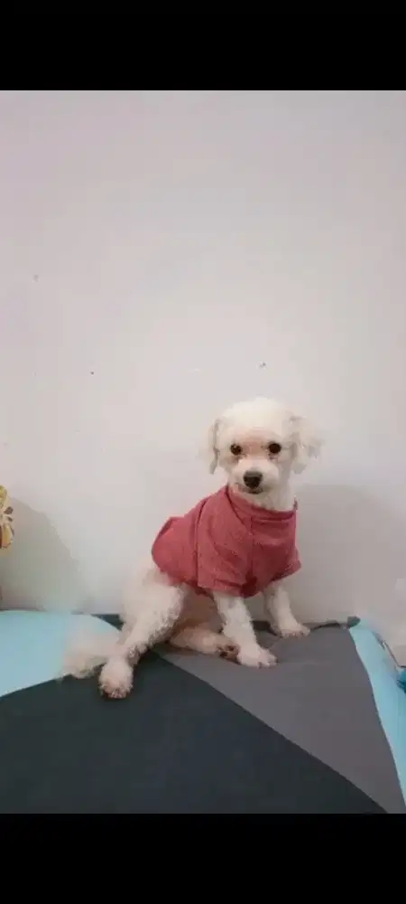 Anjing bichon frisee betina