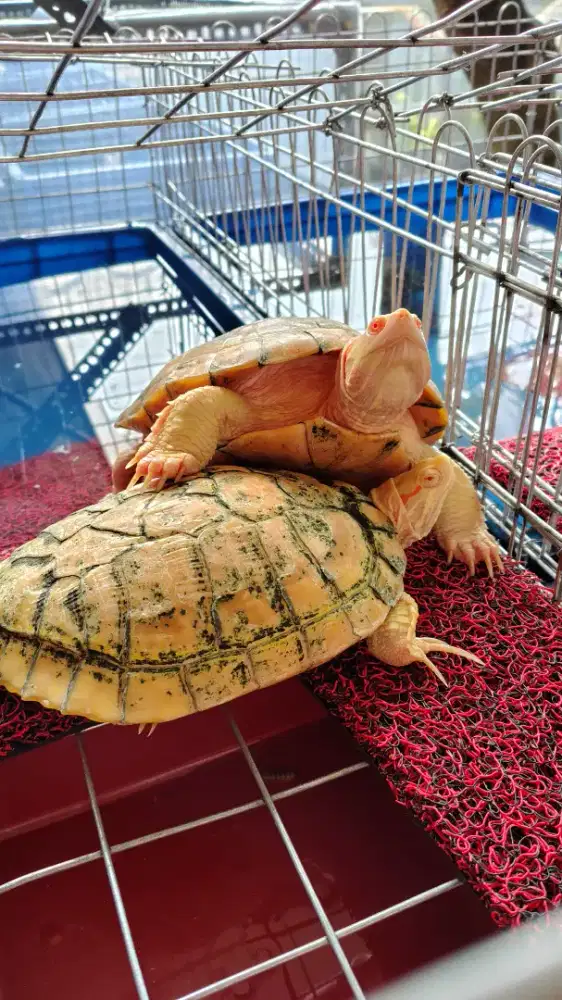 kura res albino Paket breding