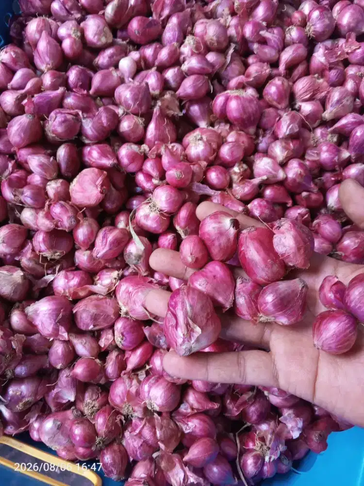 Jual Bawang Merah SUPER Harga 40 Ribu