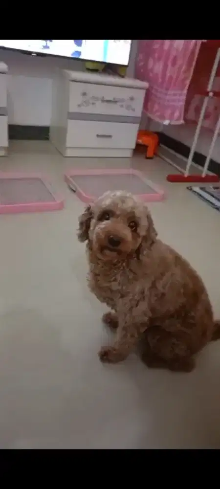 Anjing toy poodle betina