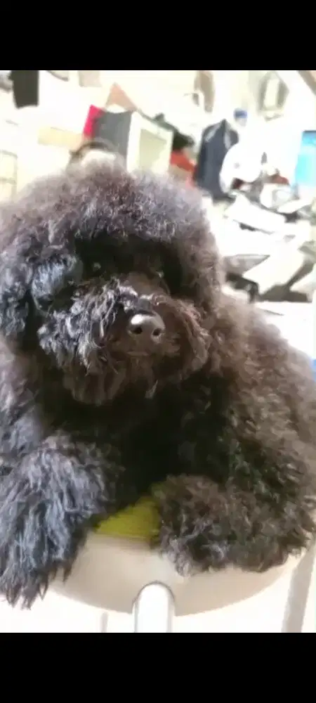 Anjing toy poodle betina