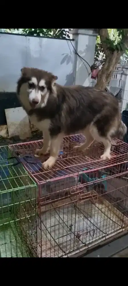 Anjing husky betina