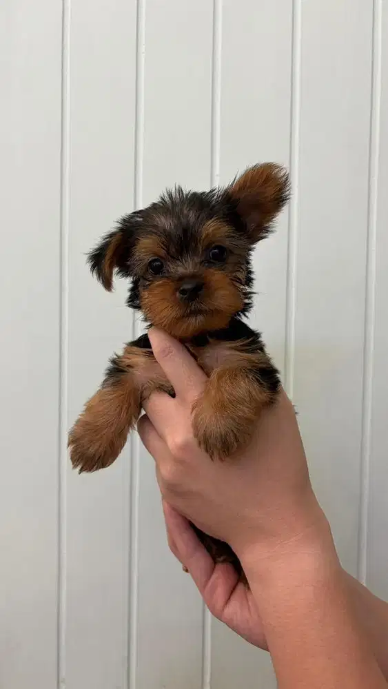 Yorkshire terrier