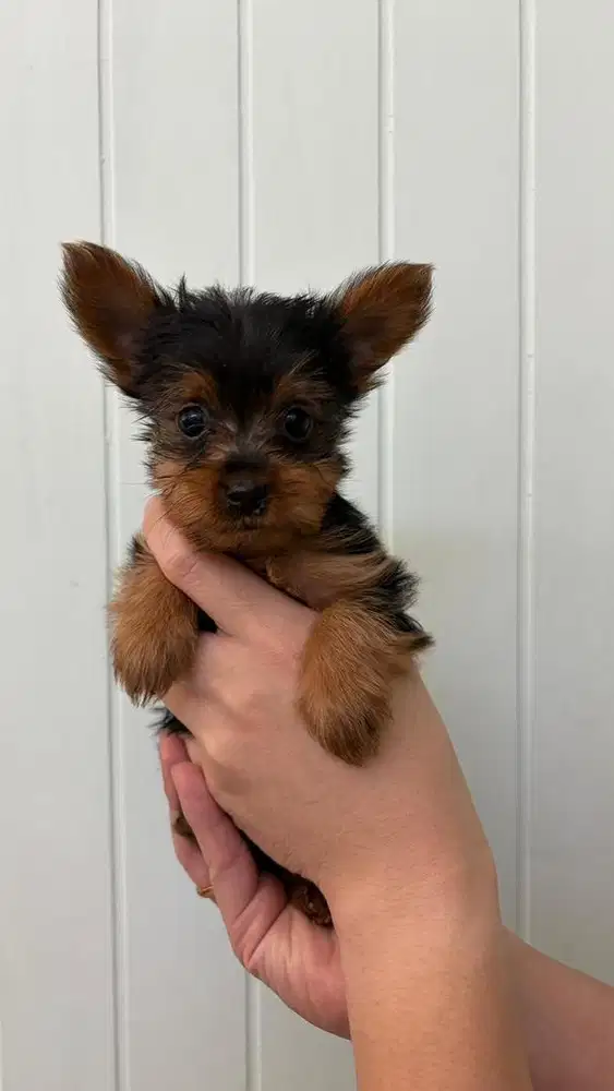 Anjing puppies Yorkshire terrier