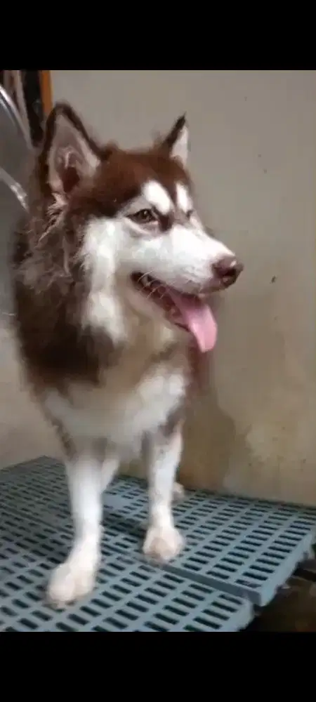 Anjing husky betina
