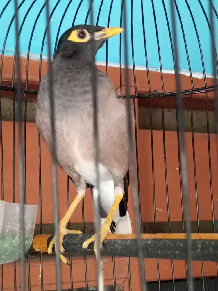 Jalak Nias brisik mapan semi deker