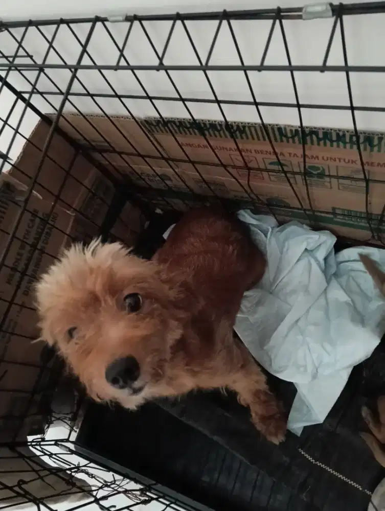 Pom x poddle betina usia 2.5th