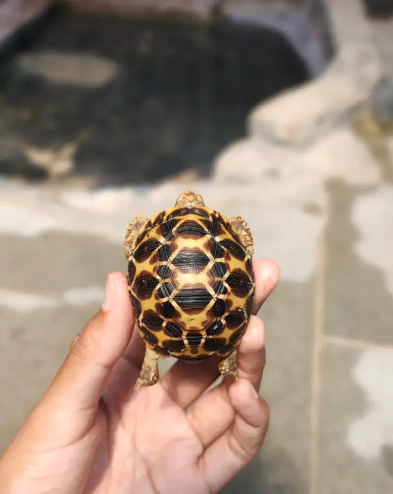 indianstar yellow 5-5,5cm - doyan pelet,  sehat walafiat