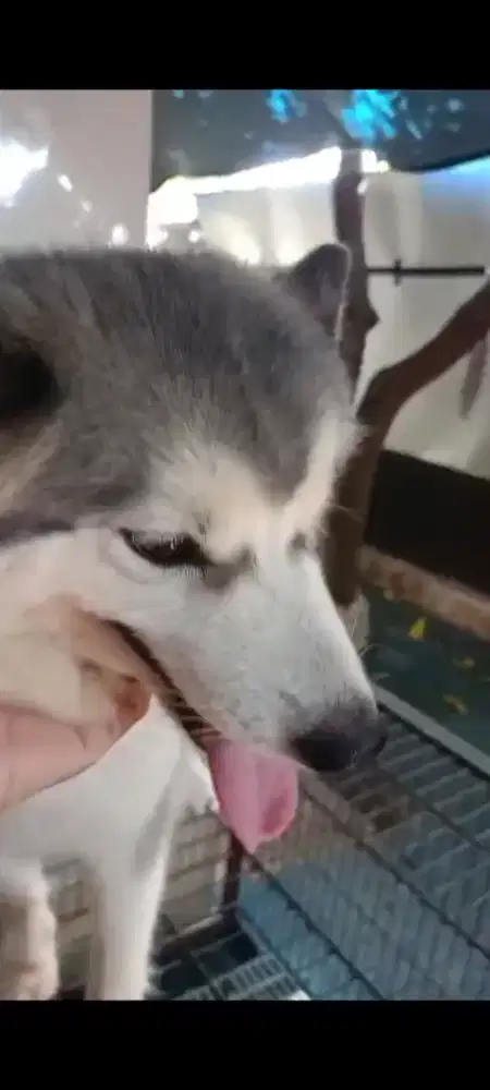 Anjing husky betina