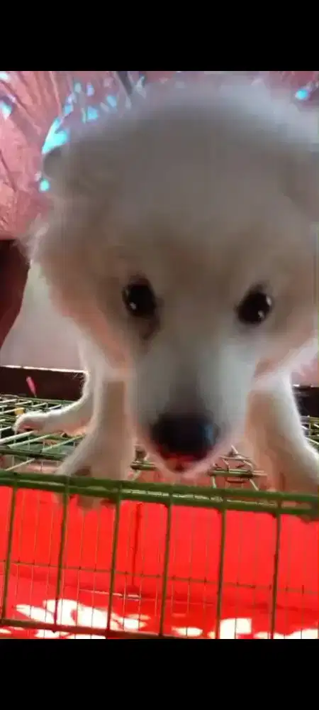 Anjing pom x husky (pomsky) betina