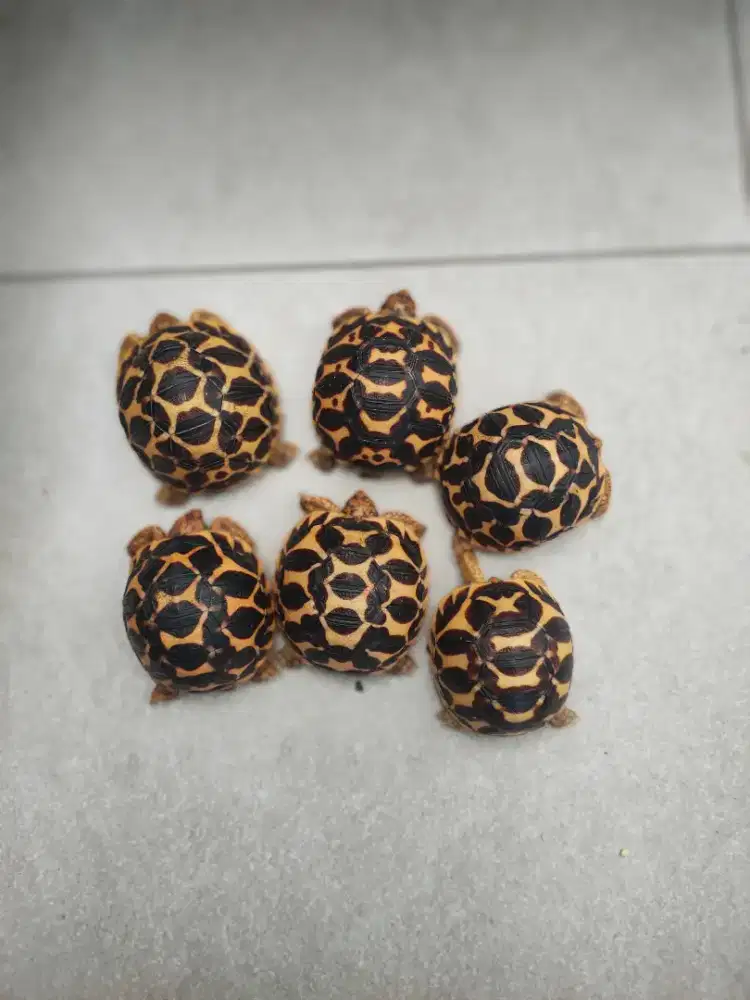 indianstar baby 4-4,5cm - semua sehat, makan rakus