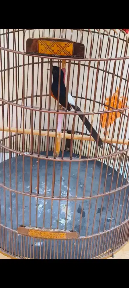 Murai batu gacor