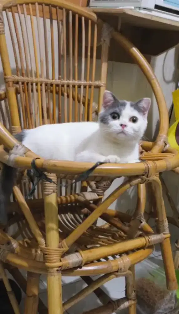 Kucing Scottish fold bsh betina carrier cinnamon