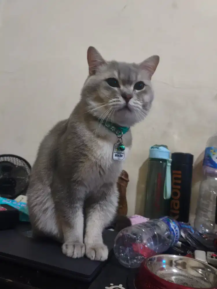 Kucing british shor hair / bsh golden AY12 Jantan 2th vaksin 2x