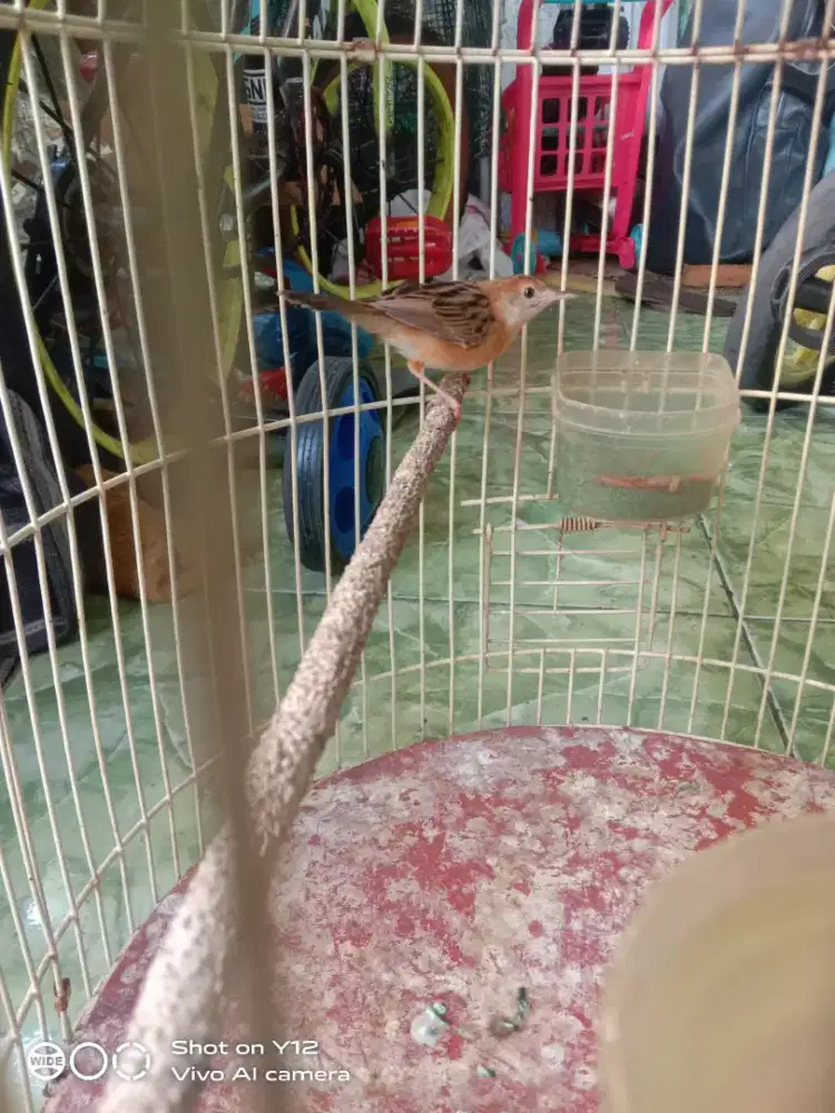jual burung prenjak salome jantan bunyi udh makan pur total