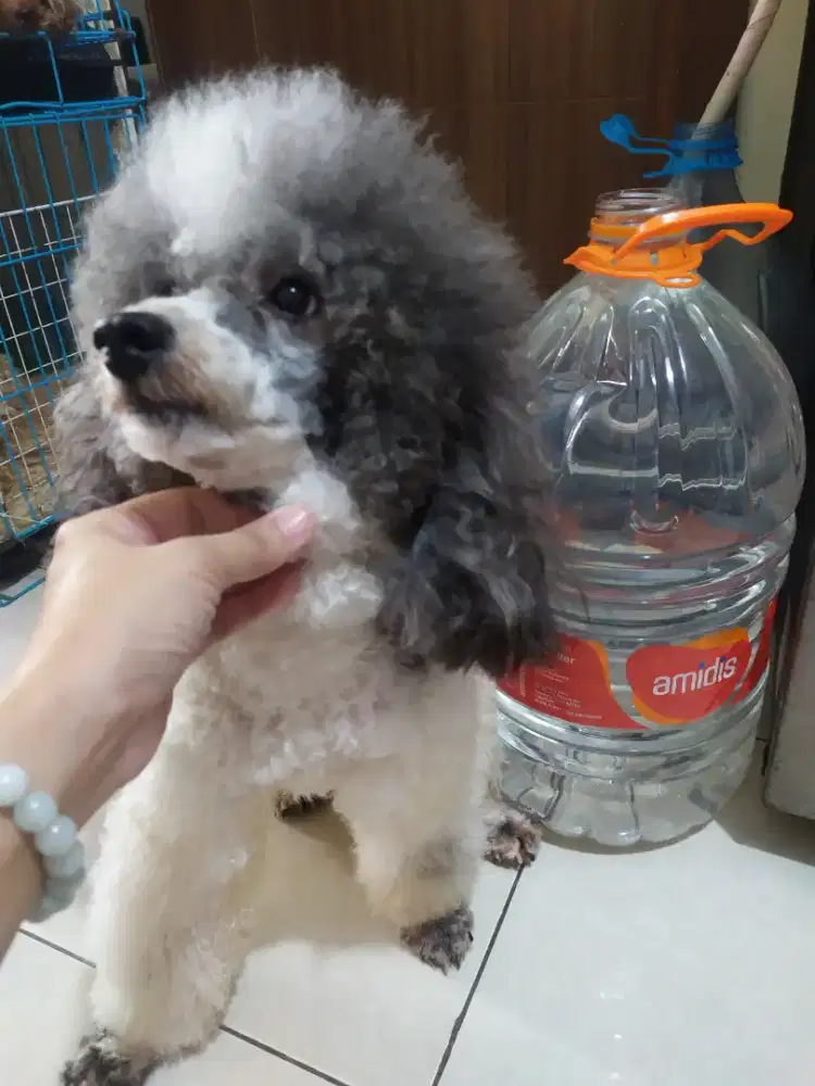 Miniature party silver poodle