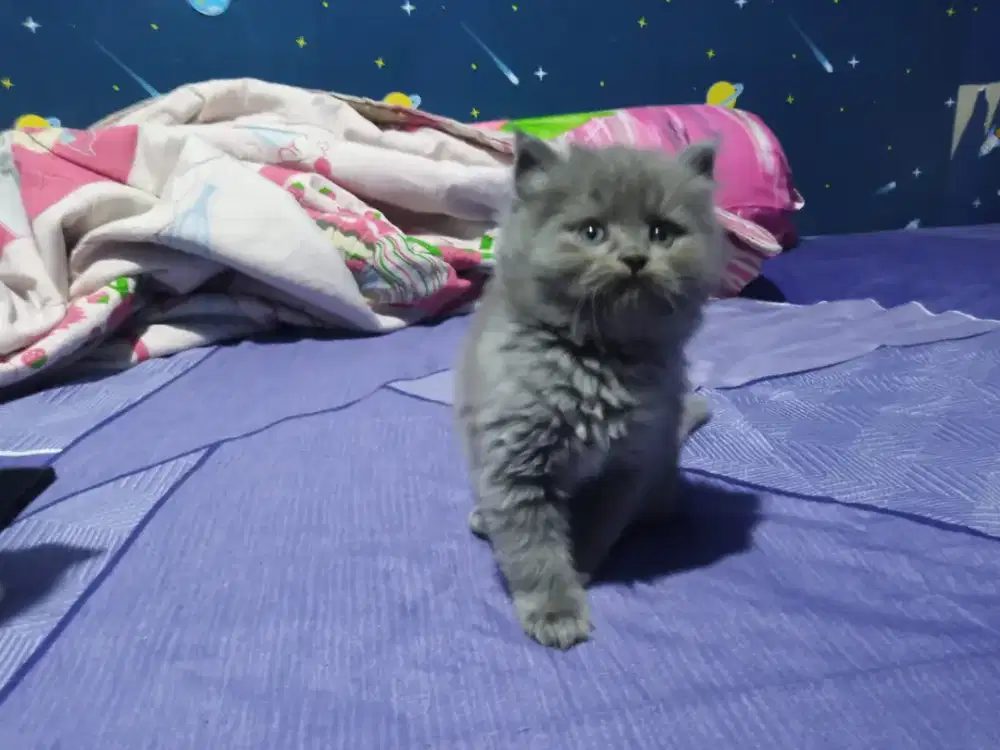 Anak kucing kitten BSH mix Scottish