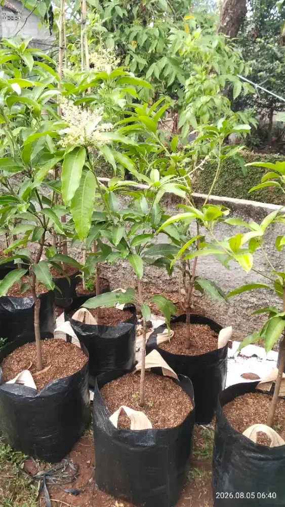 Pohon mangga berbunga / berbuahh