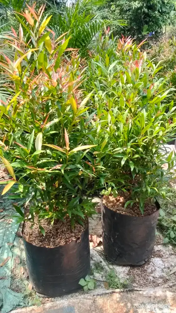 Pohon Pucuk merah