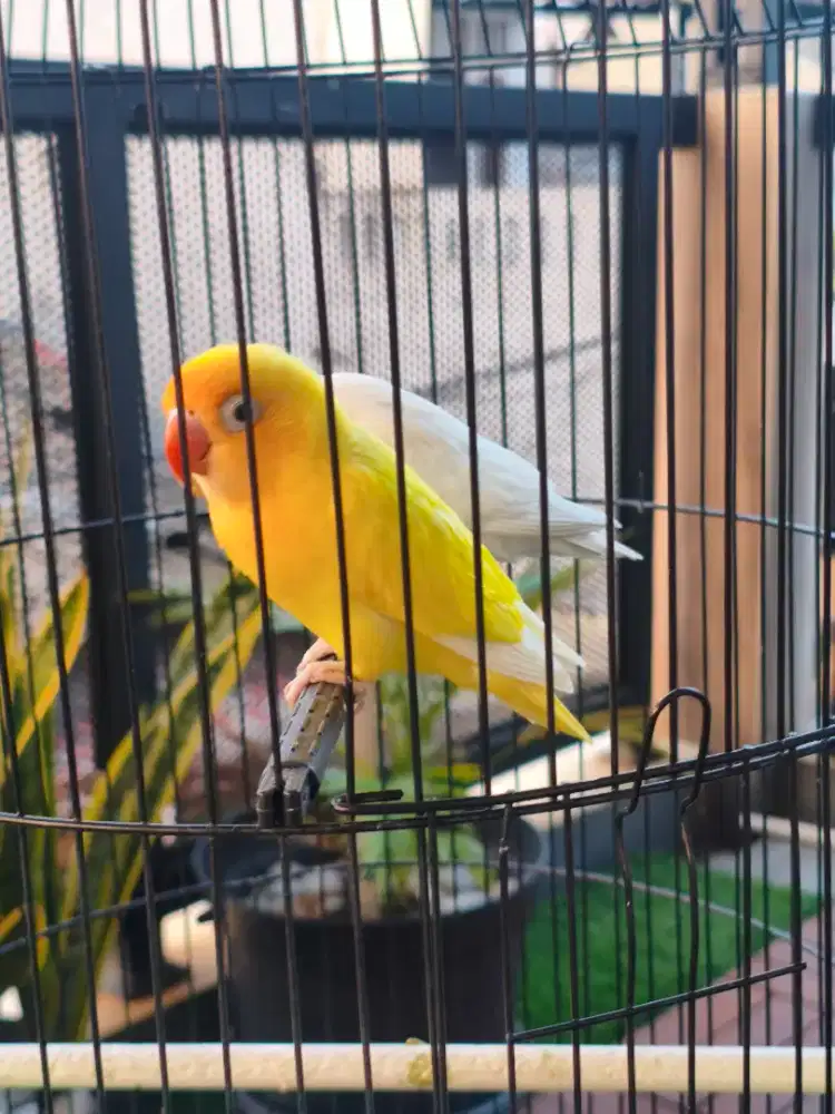 Lovebird Cremino Jantan Dewasa Mata Hitam