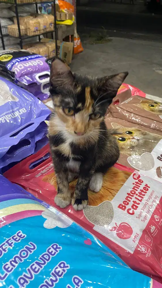 OPEN ADOPSI kucing kampung